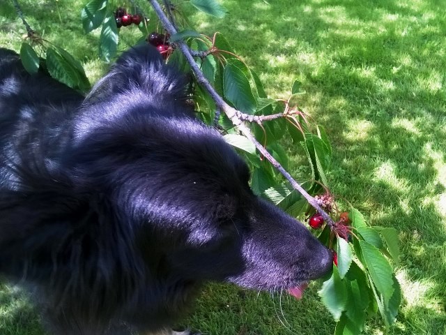 Berry má třešně ráda...:))