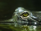 Náhledový obrázek k článku HOST DEDENÍKU – O fotkách s Topim Pigulou: Když fotíte, ostřete na oko. Na krokodýlí oko!