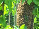 Náhledový obrázek k článku HOST DEDENÍKU – Formička: Jak k nám přišly včely