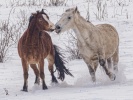 Náhledový obrázek k článku DEDENÍK FOTO TOP 22 – Jarozima: Krása ušlechtilých koní