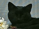 Náhledový obrázek k článku HOST DEDENÍKU – Majka: Černá kočka